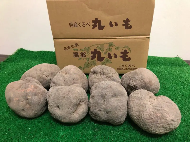 令和6年度産 コシヒカリ精米10kg | JAくろべ